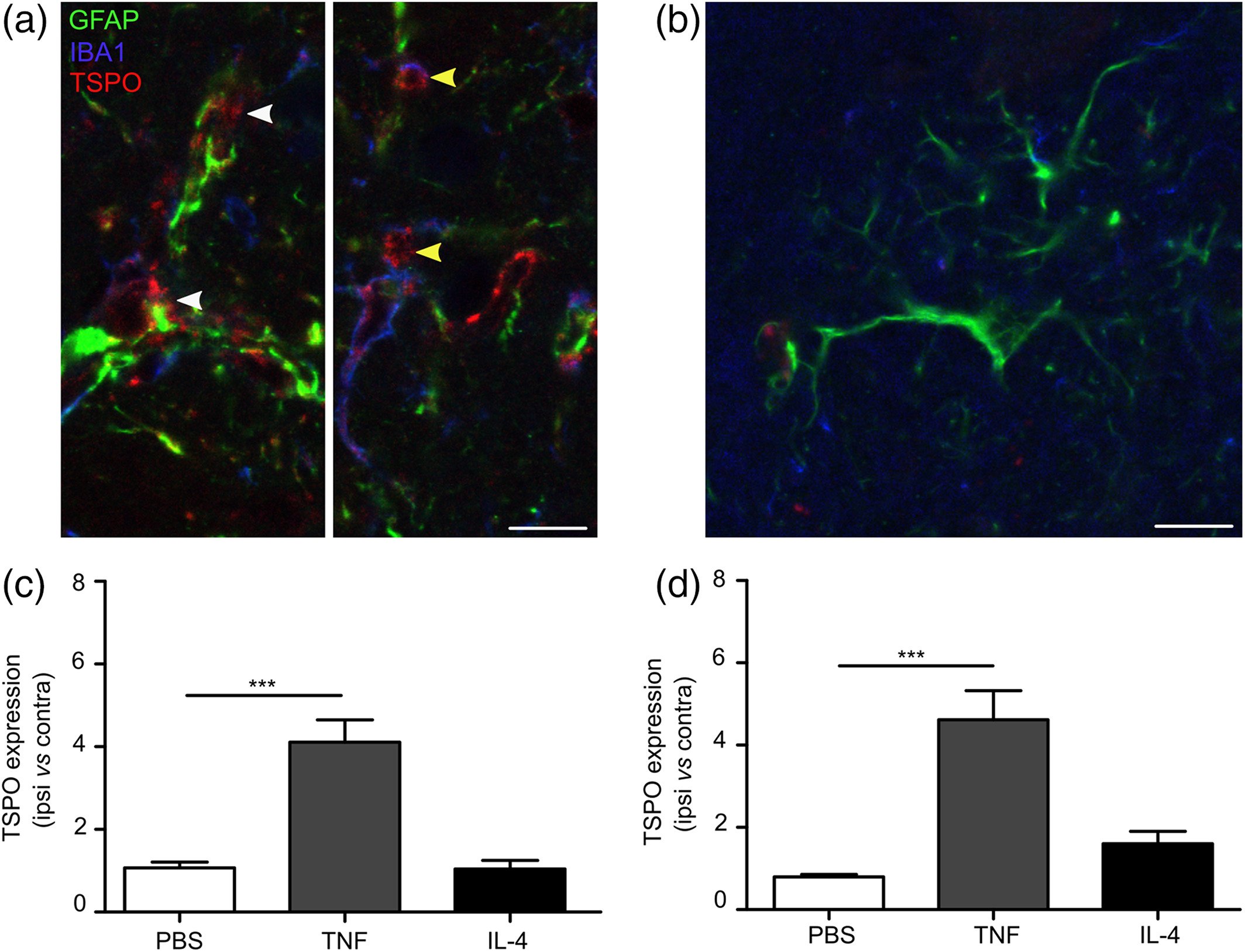 glia23716 fig 0007 m
