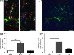 glia23716 fig 0007 m